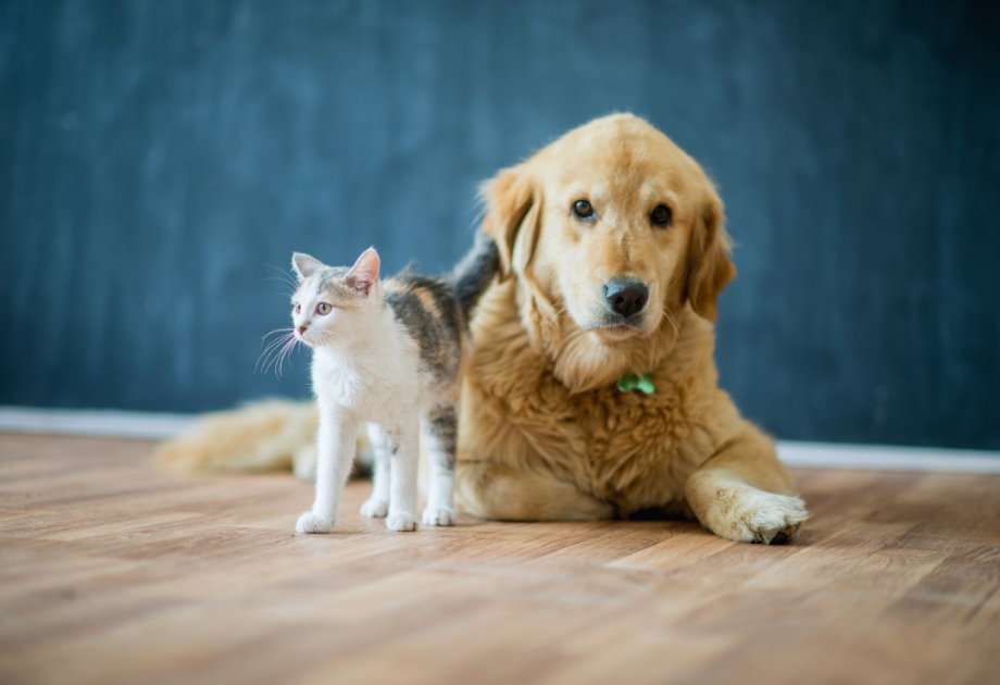 Pet-friendly flooring